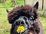 Alpaka frisst gelbe Blüte